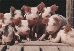 Group of Pink Piglets Postcard