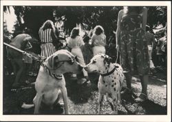Dogs Kissing at Outdoor Gathering, Santa Barbara Postcard