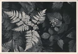 Forest Detail, Mt. Rainier National Park Postcard