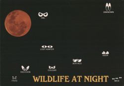 WILDLIFE AT NIGHT Animal Eyes Blood Moon Postcard