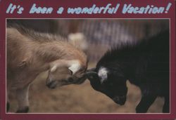 It's been a wonderful Vacation! Baby Goats Head-Butting Postcard