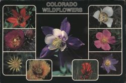 Colorado Wildflowers of the Rockies Postcard