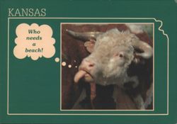Kansas Cow Sticking Tongue Out, Who Needs a Beach! Postcard