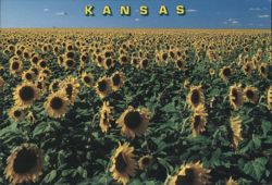 Golden Sunflower Fields of Kansas Postcard