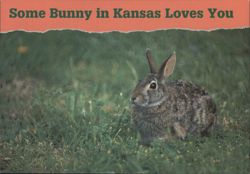 Some Bunny in Kansas Loves You - Rabbit Postcard