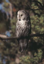 Great Gray Owl, Yellowstone National Park Postcard