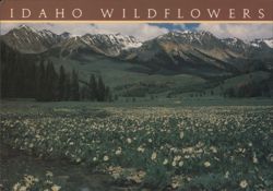 Idaho Wildflowers, Mountains, High Country Postcard