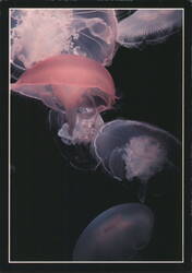 Moon Jellyfish Aurelia aurita - Monterey Bay Aquarium Postcard
