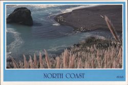 Seals Sunning on Northern California Coast Postcard