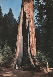 Clothespin Tree, Yosemite National Park, California Postcard