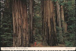 California Redwoods - Avenue of the Giants Postcard