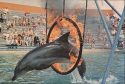 Dolphin Jumping Through Ring of Fire, Marineland Postcard