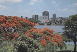 Brisbane Skyline with Poinciana Trees Postcard