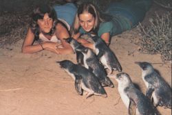 Penguin Parade, Phillip Island, Victoria Postcard