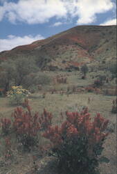 Flinders Ranges, SA Wildflowers with Wild Hops in Foreground Postcard