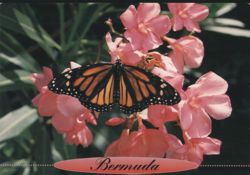 Monarch butterfly resting on pink oleanders, Bermuda Postcard