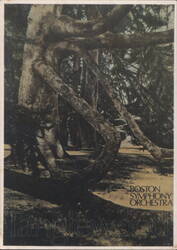 Tanglewood Gnarled Evergreens, Boston Symphony Orchestra Postcard