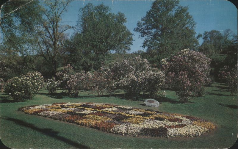 Highland Park Lilac Festival Pansy Bed, 37,000 Blossoms Rochester New York