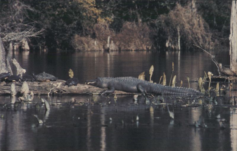 American Alligator, Turtles, Wakulla Springs State Park FL Florida