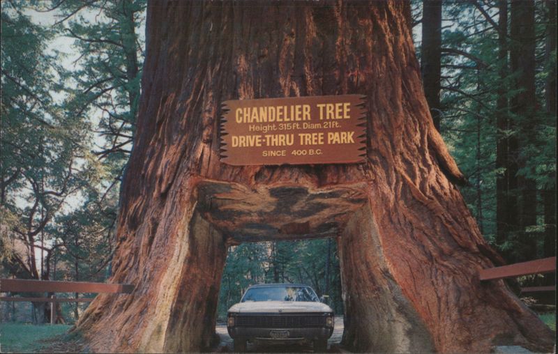 Chandelier Drive-Thru Tree, Redwoods, Leggett, CA California