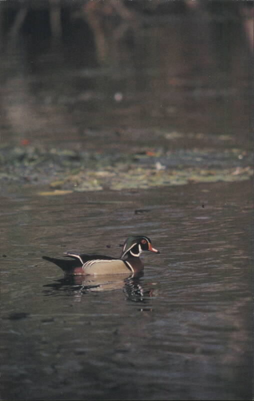 Wood Duck at Edward Ball Wakulla Springs State Park, FL Florida