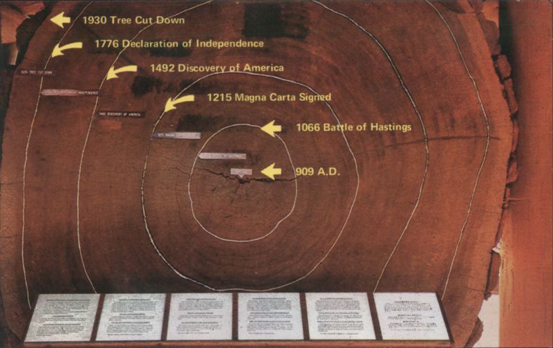 Muir Woods Redwood Tree Cross-Section Historical Timeline