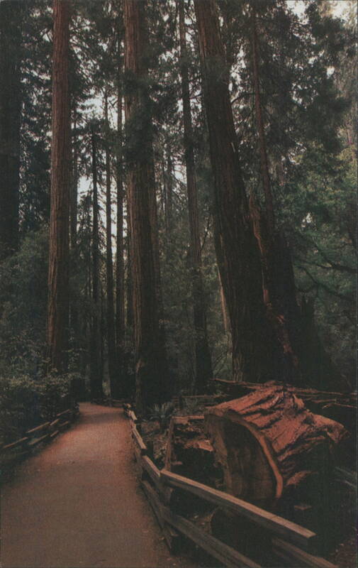 Muir Woods Fallen Giant Redwoods, Northwest California