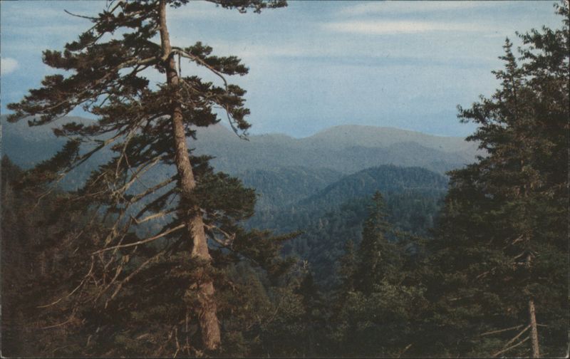 Clingman's Dome Road, Indian Gap, Great Smoky Mountains North Carolina