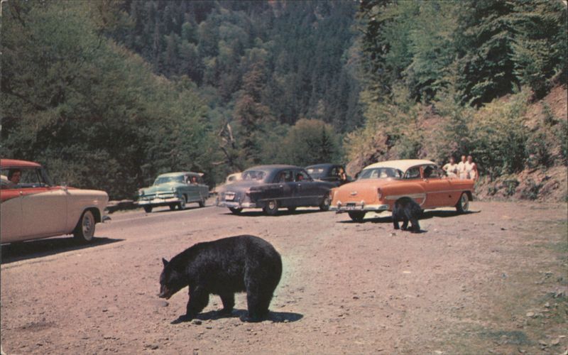 Black Bears in Great Smoky Mountains Hugh Morton