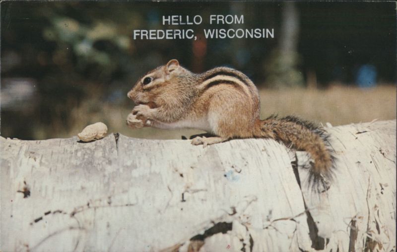 Chipmunk Eating Nut, Hello From Frederic, Wisconsin
