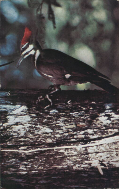 Pileated Woodpecker Corkscrew Swamp Sanctuary FL Naples Florida