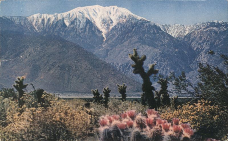 Rugged Snow-Capped Mountains, Desert Cactus in Bloom