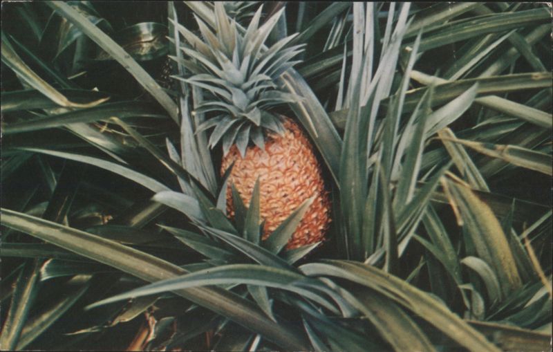 Pineapple Growing in Hawaii