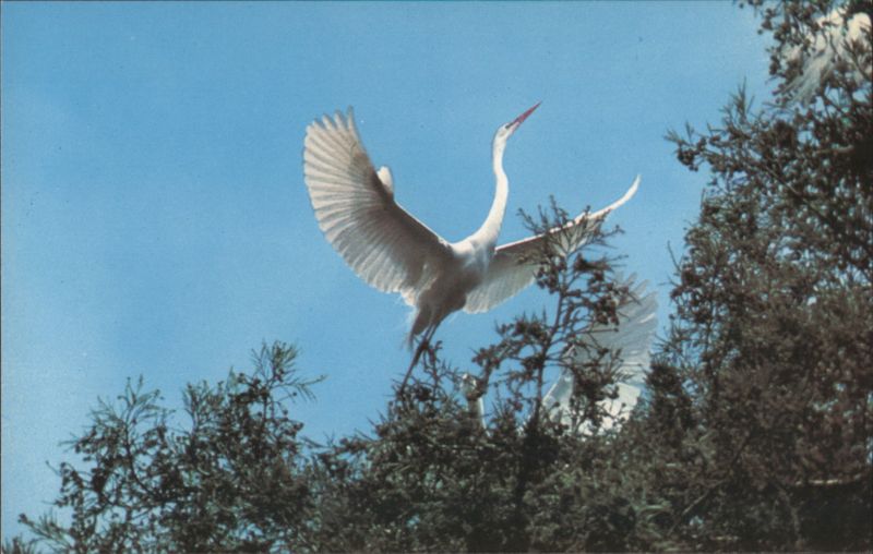 Great Egret Landing at Audubon Canyon Ranch, CA Stinson Beach California