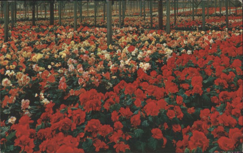 Begonia Gardens, Santa Cruz, California Vester-Dick