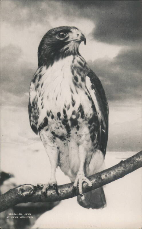 Red-tailed Hawk at Hawk Mountain Kempton Pennsylvania