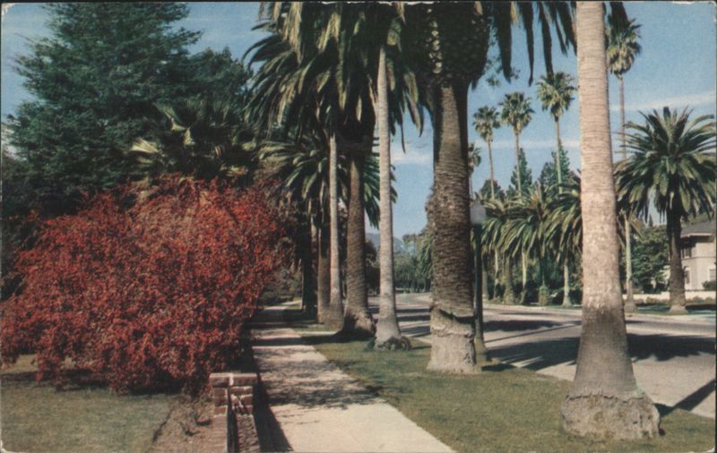 A Palm Lined Street in California