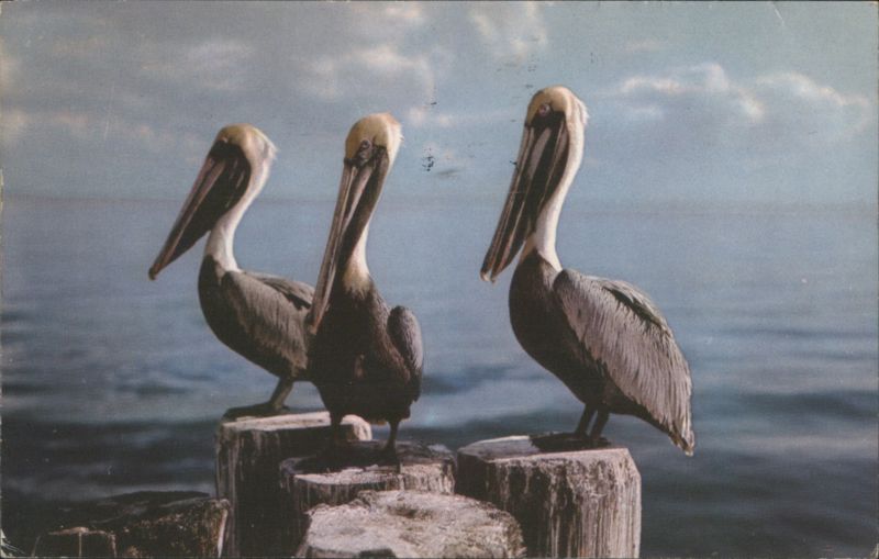 Three Pelicans on Wooden Posts, Tropical Florida Sarasota