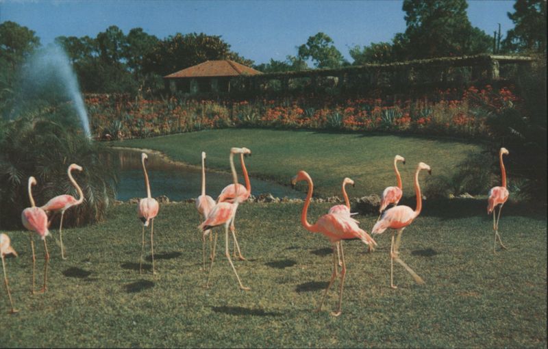 Florida Flamingos, Parrot Jungle, Miami H. W. Hannau