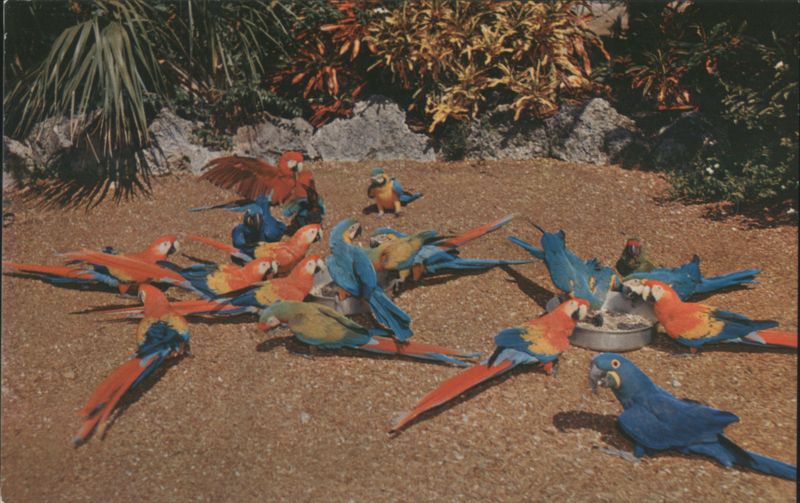 Chow Time at Miami's Parrot Jungle Florida