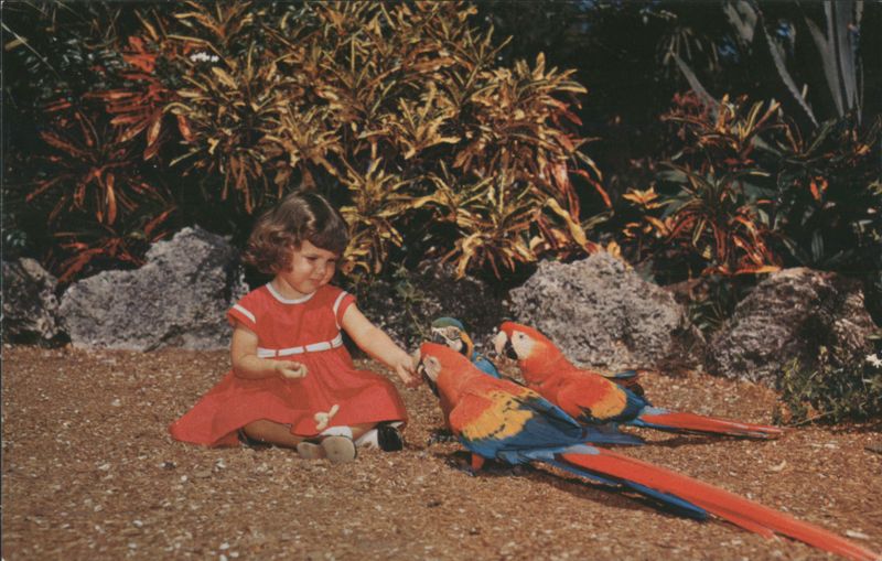 Little Girl Feeding Macaws, Miami's Parrot Jungle Florida
