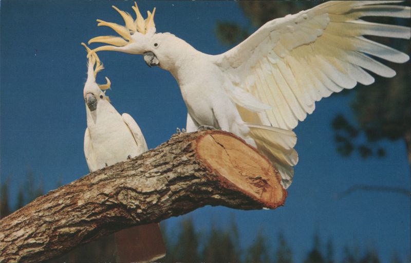 Beautiful Cockatoos at Parrot Jungle, Miami FL Florida