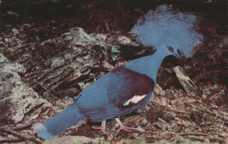 Crowned Pigeons at Florida's Famous Parrot Jungle Miami