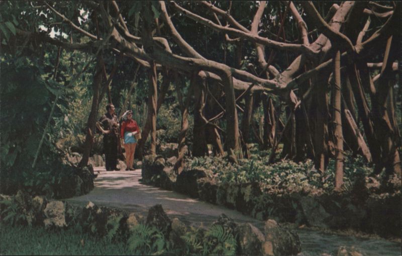 Giant Banyan Tree, Miami's Parrot Jungle Florida