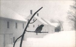 Winter Morning, Bird on Branch, Sabbathday Lake Postcard