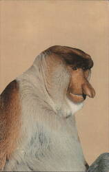 Proboscis Monkey, Borneo - San Diego Zoo Postcard