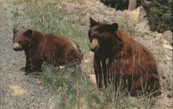 American Black Bear - Two Bears in Grassy Landscape Postcard
