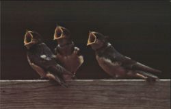 Young Barn Swallows, Open Mouths, Stinson Beach CA Postcard
