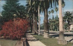 A Palm Lined Street in California Postcard