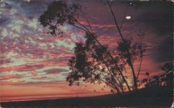 Eucalyptus Trees along the Shore at Sunset, Santa Monica Postcard